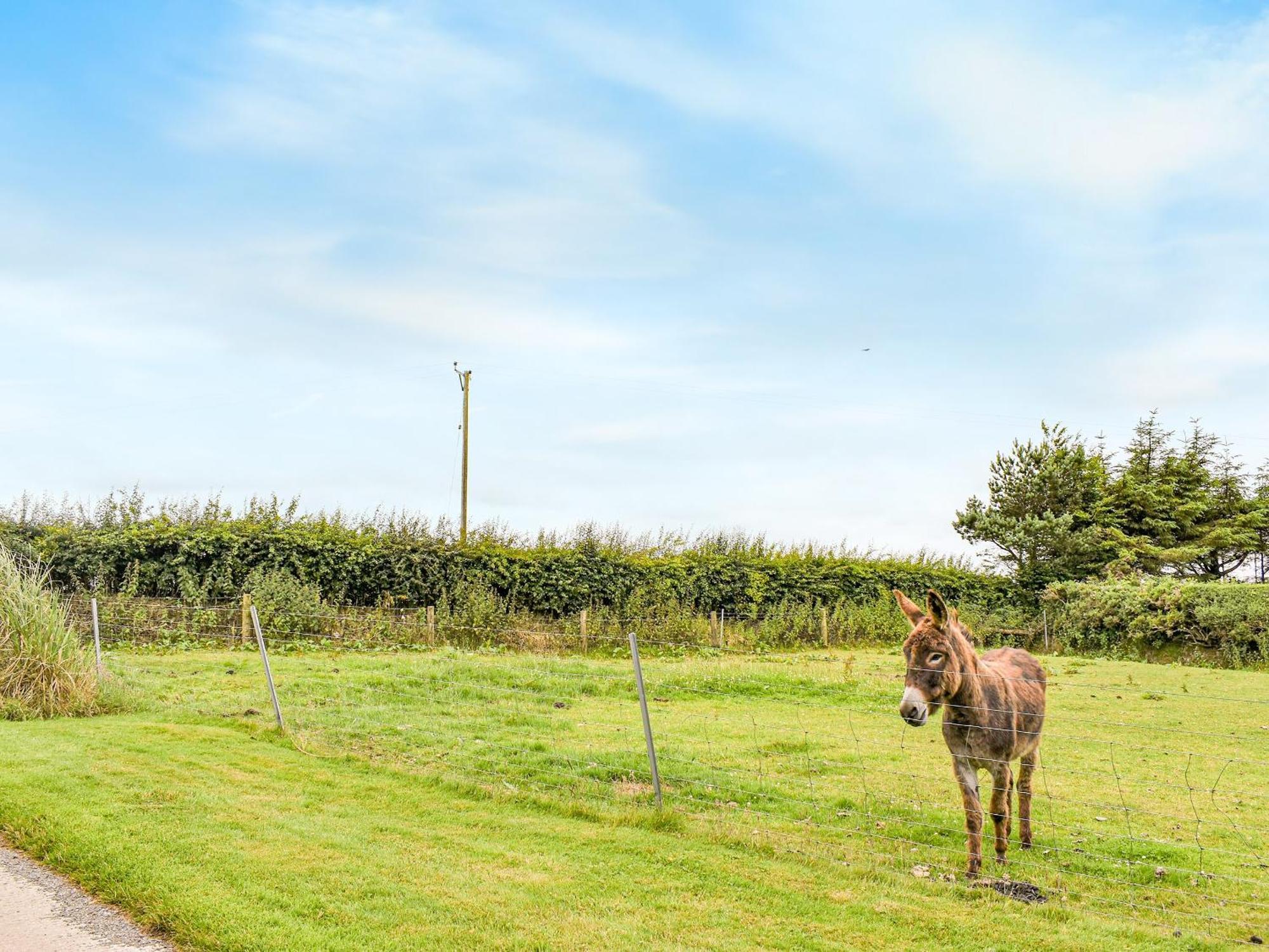 Little Fern Holiday home Sourton